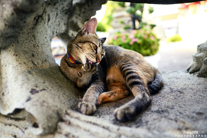 位于曼谷大皇宫南面的这座卧佛寺,占地达八万