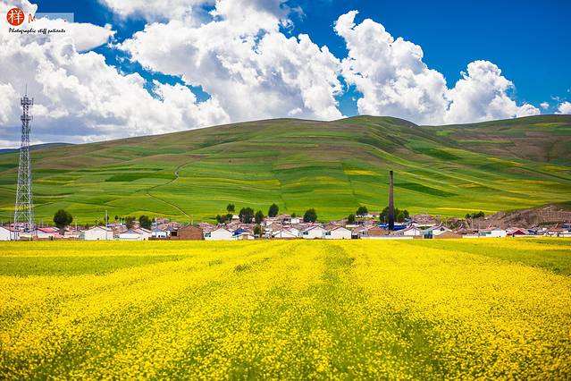 门源百里油菜花海