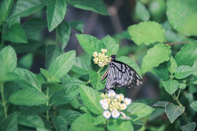 Sai Nam Phung兰花园