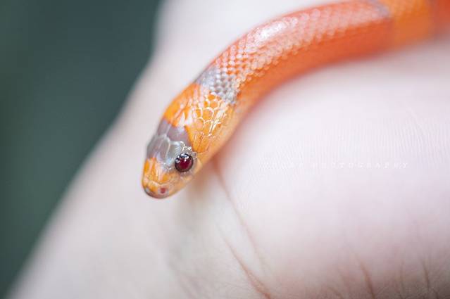 城市步行街商圈