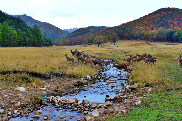 "几百头马鹿，天山马鹿和梅花鹿在山泉边嬉戏，大密林中徜徉，常年集山川大地之灵气，蓄花草树木之精华_金山鹿苑"的评论图片