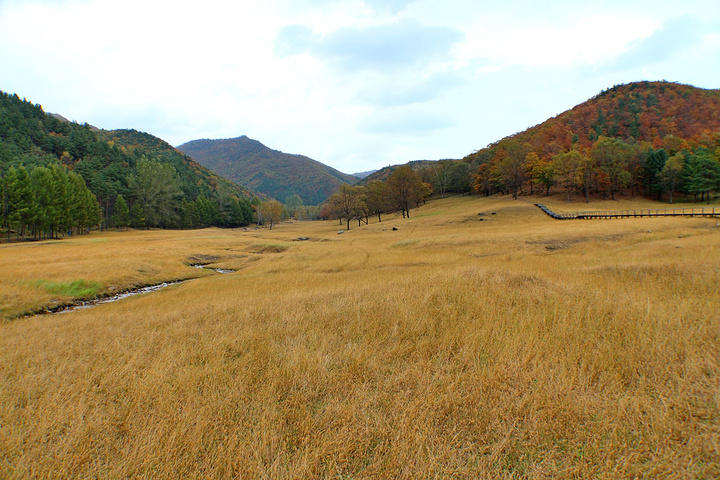 "几百头马鹿，天山马鹿和梅花鹿在山泉边嬉戏，大密林中徜徉，常年集山川大地之灵气，蓄花草树木之精华_金山鹿苑"的评论图片