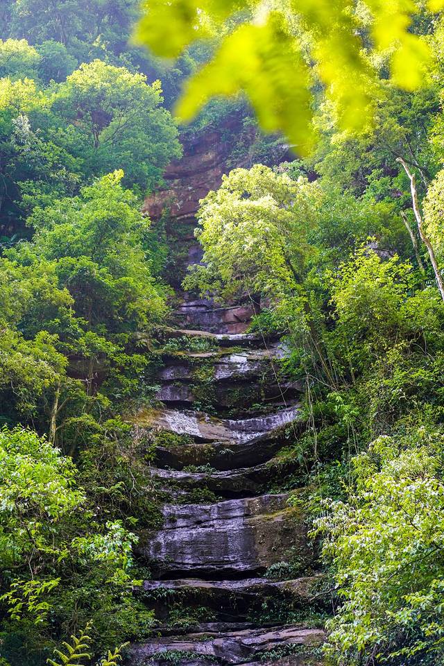桫椤国家级自然保护区
