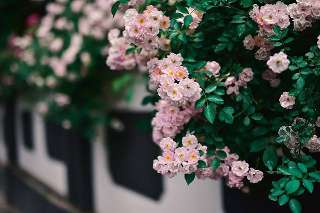 颐和路公馆区第十二片区