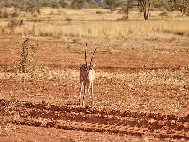 桑布鲁野生动物保护区