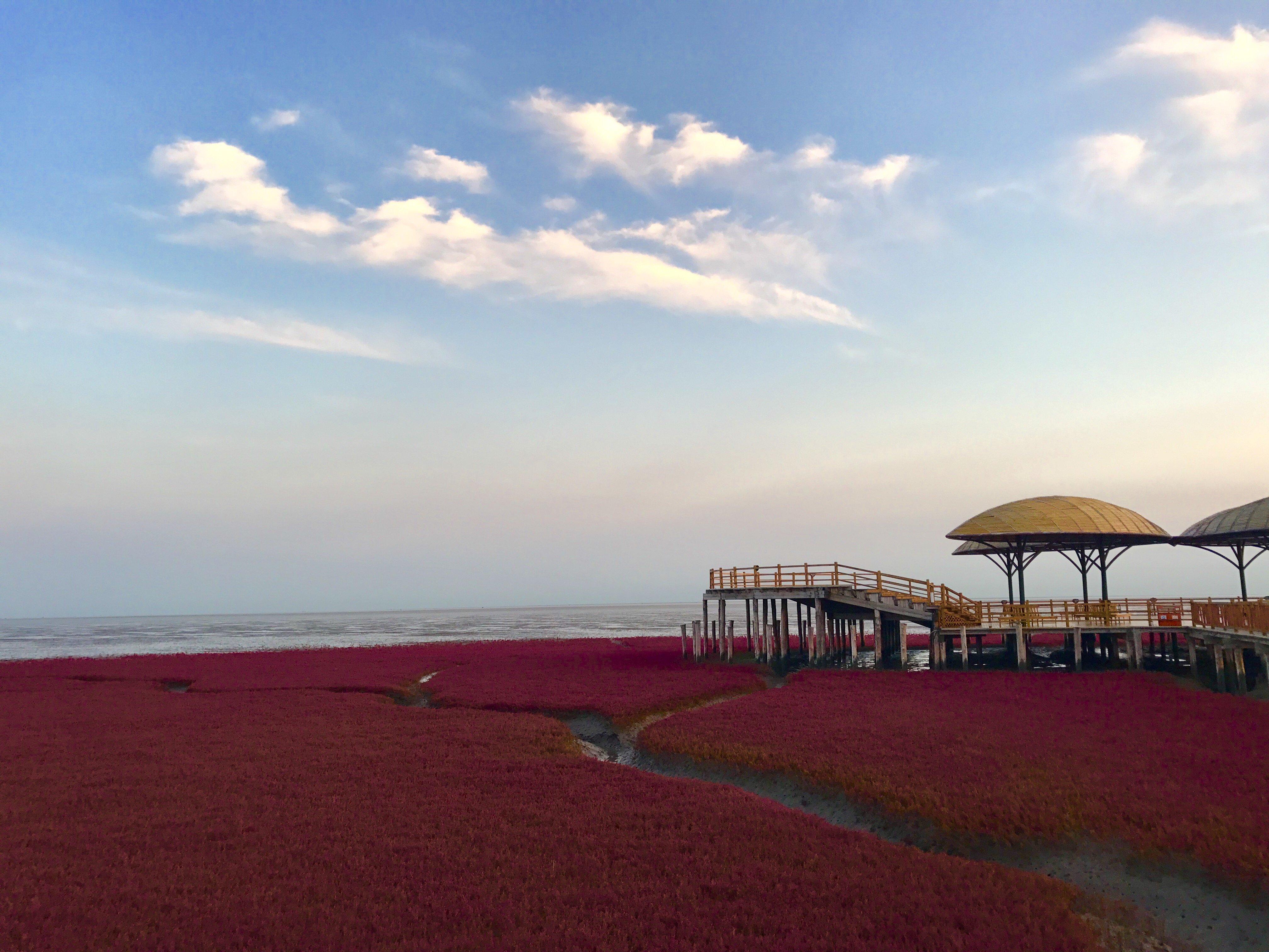 2019盘锦红海滩风景区游玩攻略,碱蓬草的红色最艳丽和最佳观.