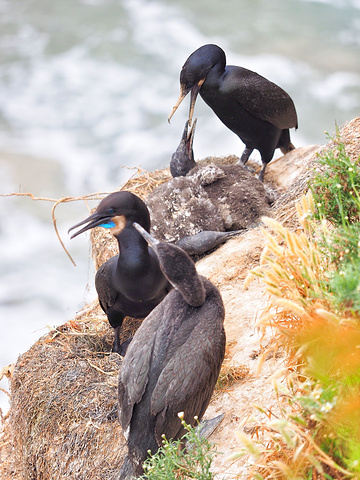 2017我们驱车去了距离尔湾不远的圣地亚哥,车