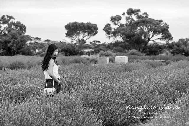 鸸鹋湾薰衣草花田