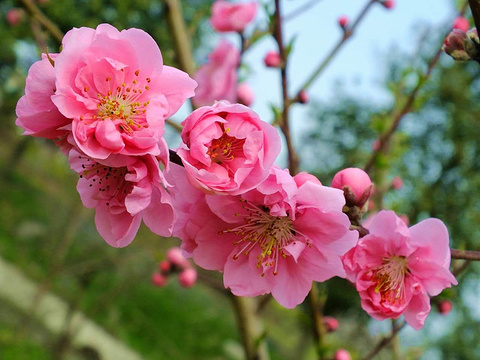 桃花岛风景区旅游景点图片