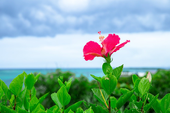 来冲绳海洋博公园是绝对不能错过的地方沿路的风景漂亮极了我们沿着