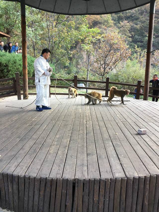 猕猴谷-猕猴表演区