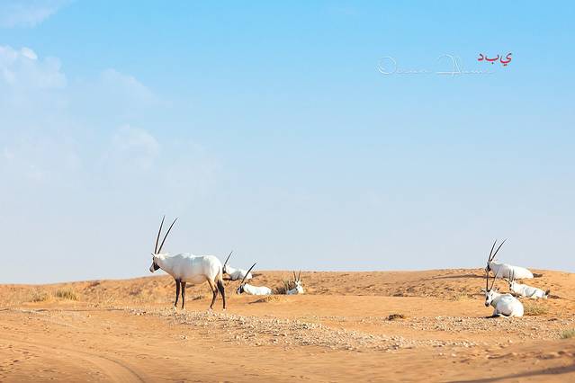 迪拜沙漠保护区
