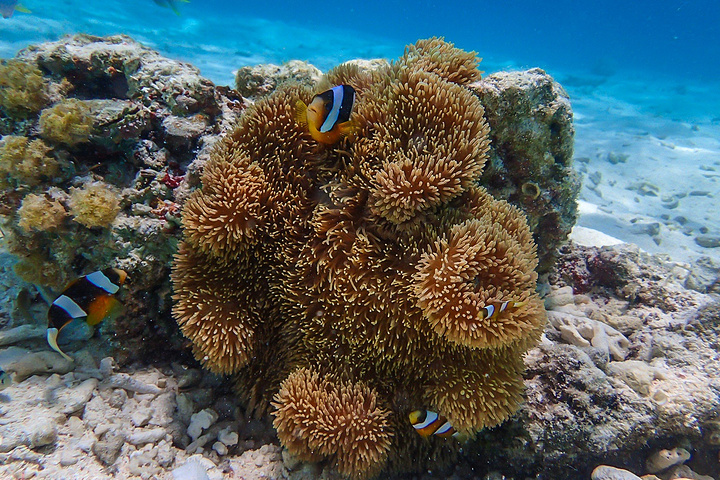 可能是第一次见到小丑鱼和海葵,几个妹纸都特别感兴趣,挤在那看,奈着