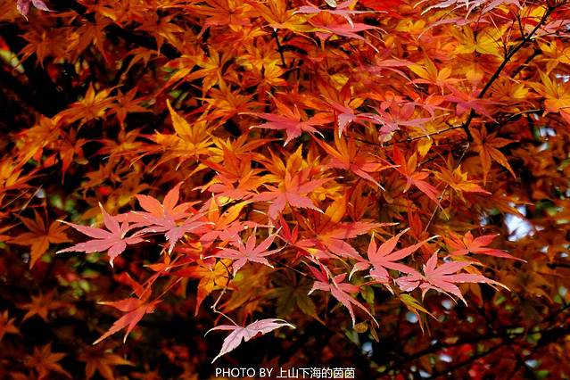 下孙文化村风景区