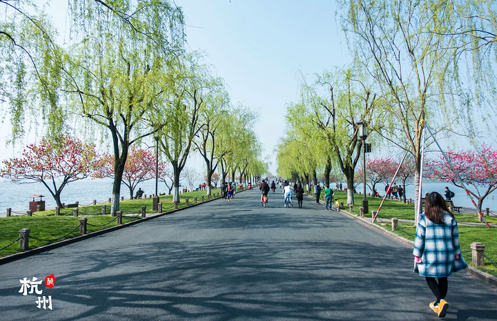 "白堤的特点是一株柳树一株桃,所以每到春天桃红柳绿,芳草如茵的