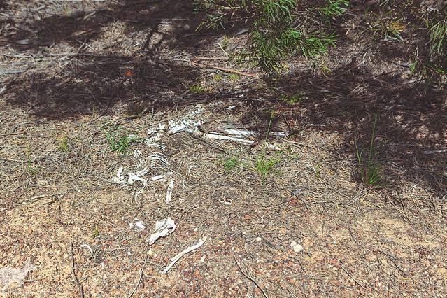 克利福德蜂蜜农场