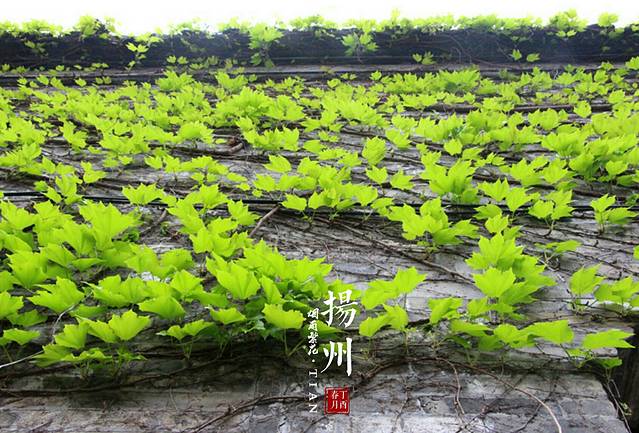 东圈门历史街区