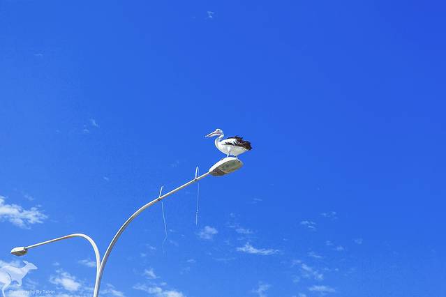 克利福德蜂蜜农场