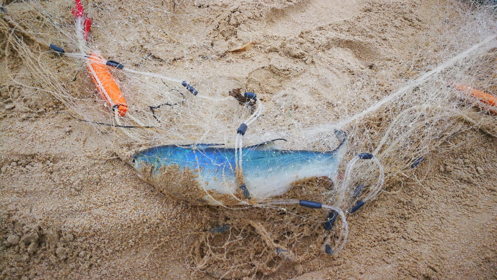 月亮湾:海边网鱼的渔民,助力体验.这一网只有五条鱼.