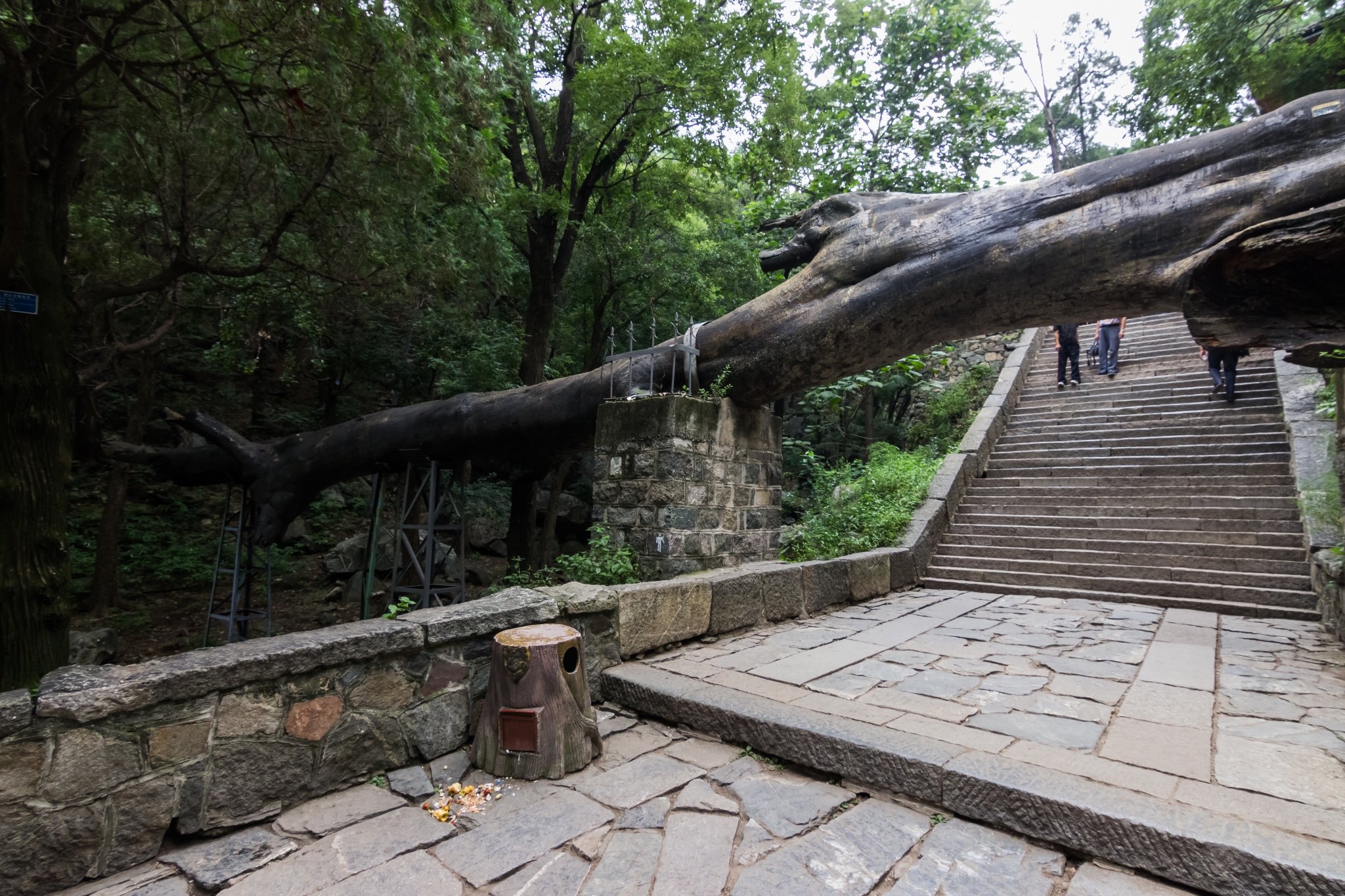 四槐中倒下的那棵.