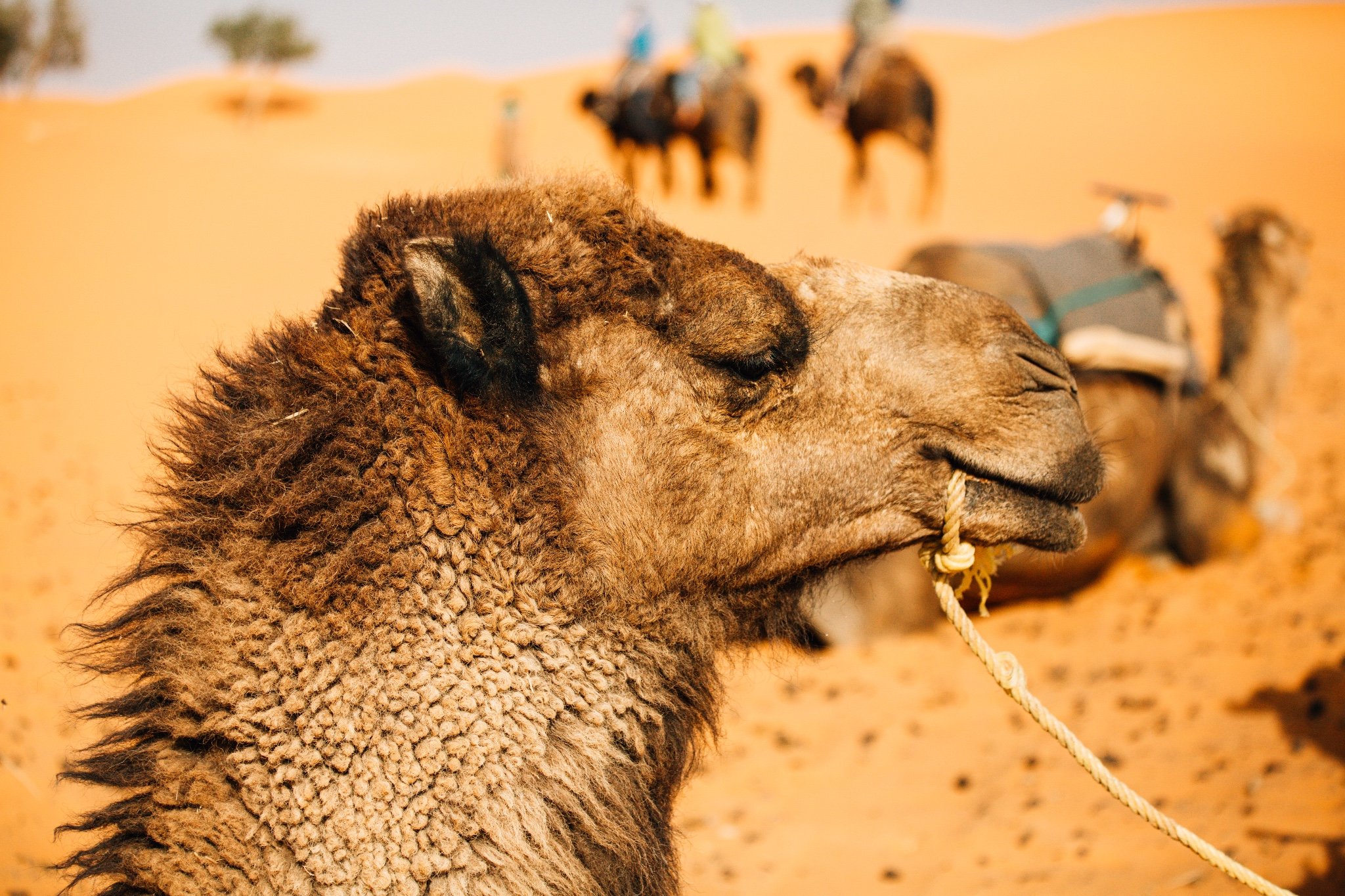 本想和耳朵拍点银河大片,奈何月亮高高挂起,拍出来的照片简直就是日出