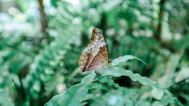 库兰达雀鸟世界