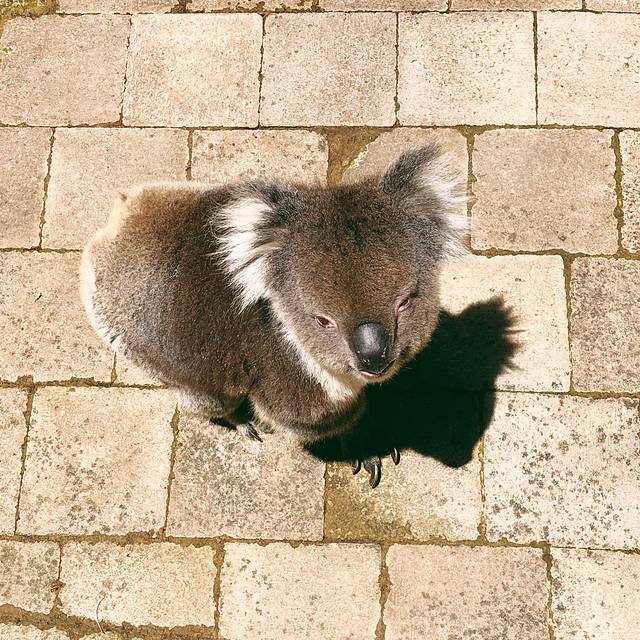 克莱兰德野生动物园