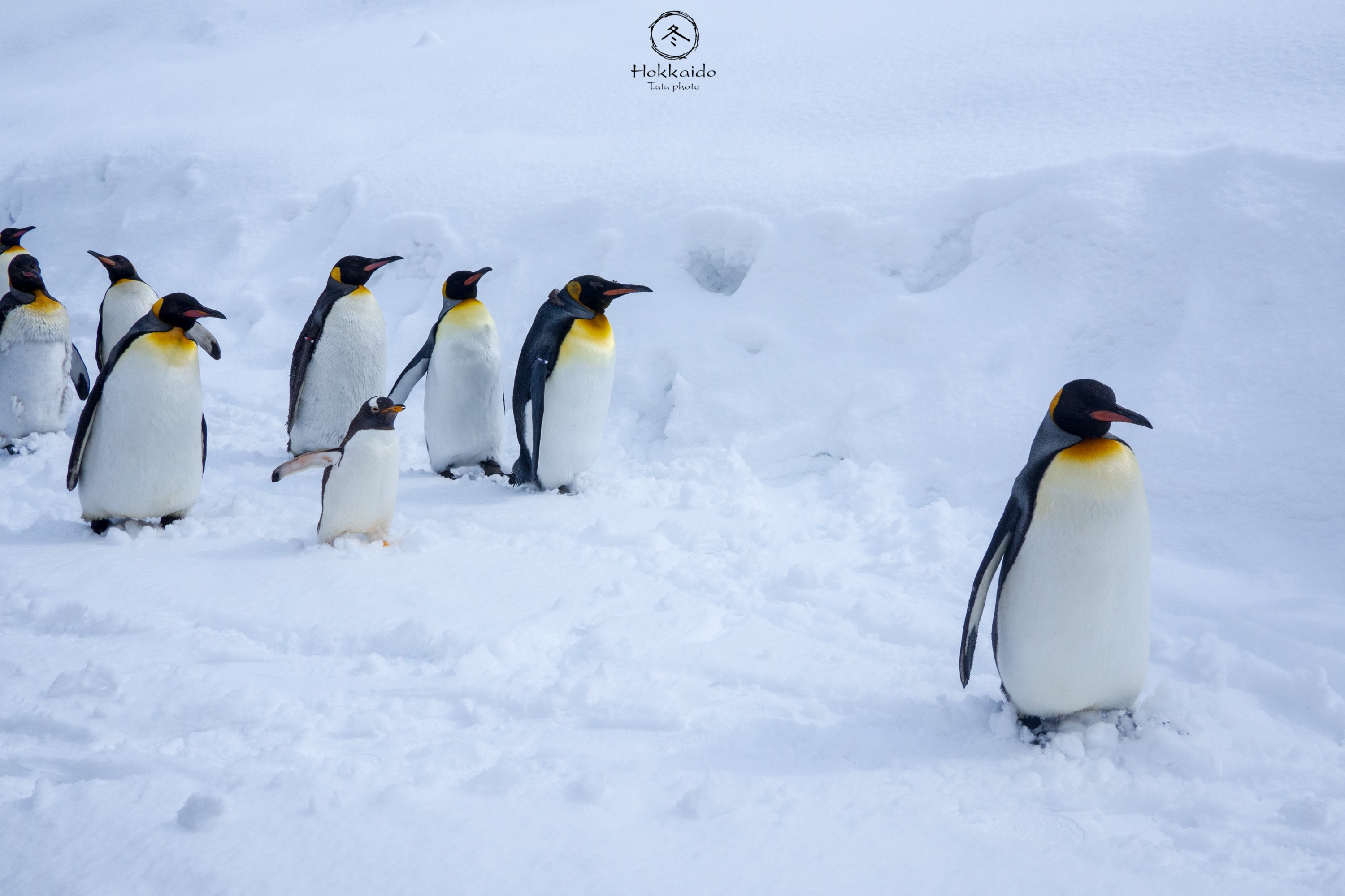 好一会,一出来天晴了又有阳光又有雪地想必北极熊是开心的,刚开始坐在