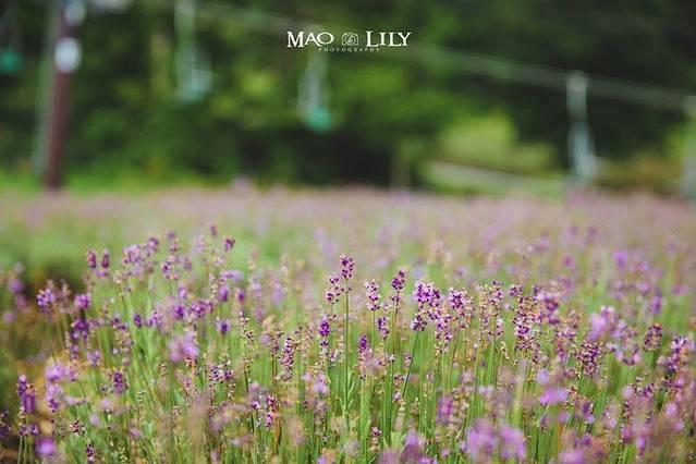 玉原薰衣草公园