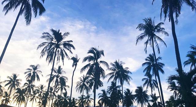 菲比寻常杜马盖地宿务奥斯洛布追寻鲸鲨之旅