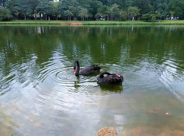 【南美四国-1】巴西首都圣保罗