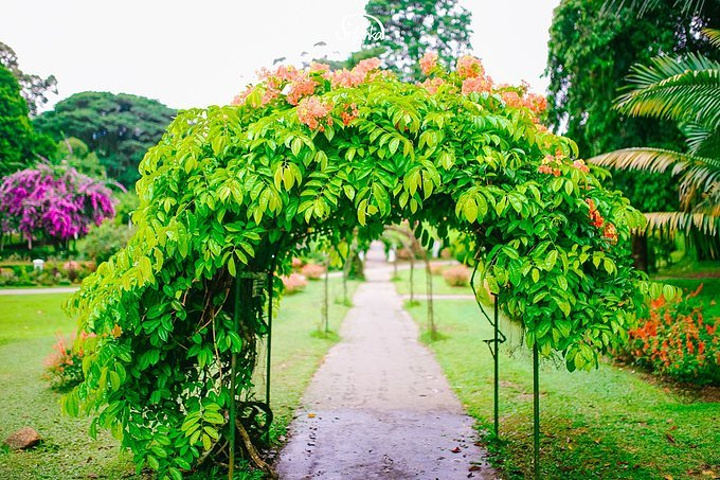 "康提的皇家植物园号称是世界上最好的热带植物园，也是整个亚洲最大的植物园，占地超过60公顷，是兰..._康提皇家植物园"的评论图片