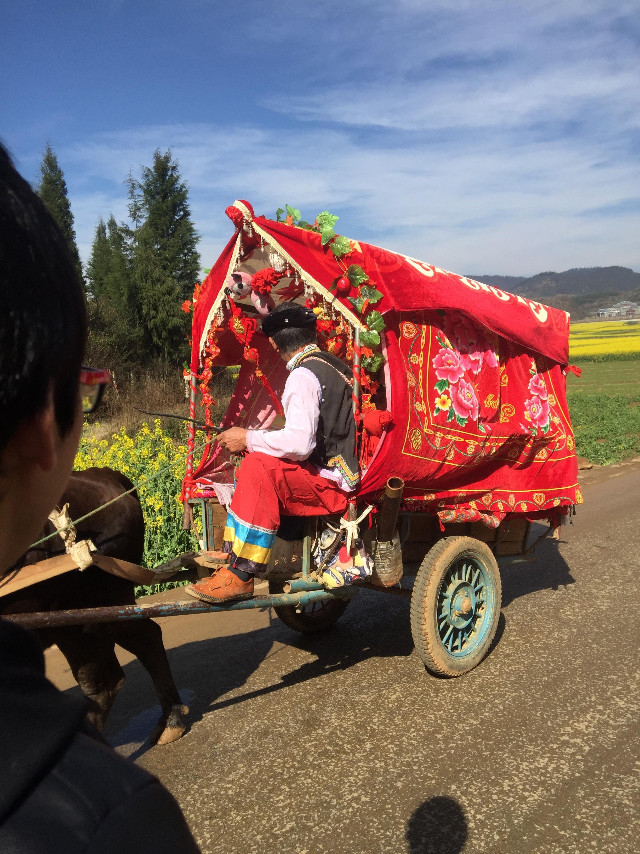 在罗平很盛行的是牛拉车,是不是很拉风呀,当然还有自行车哦,不过有点
