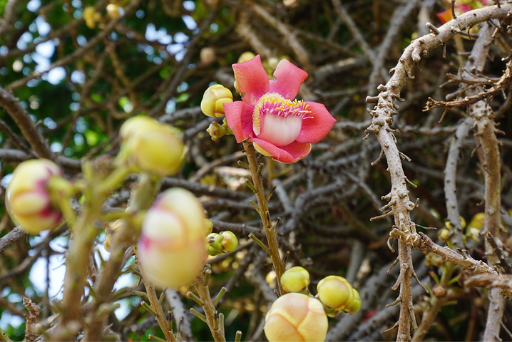 寺庙里有一颗巨大的忘忧树,忘忧花很美来到西哈努克的海滨公园,独立