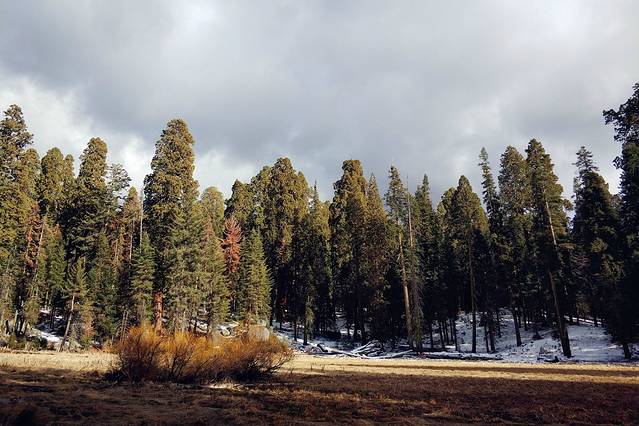 美洲杉国家公园