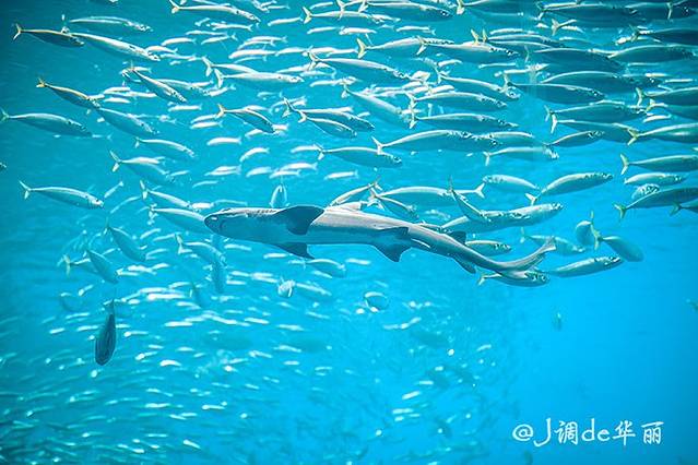 仙台海洋森林水族馆