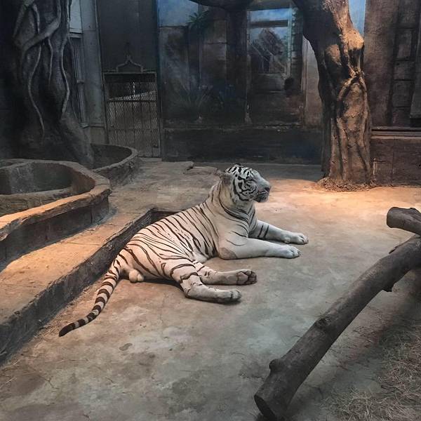 5c7e2d22574ae3b5.jpg_600x600x70_98b35882.jpg