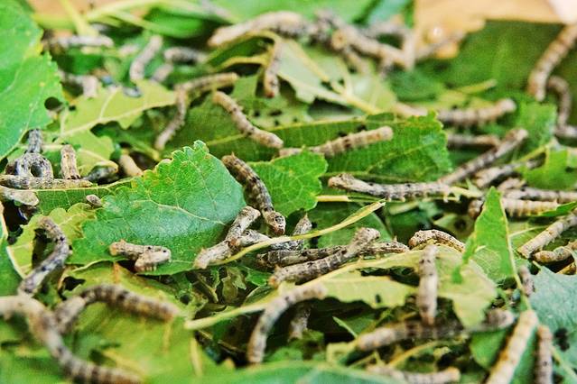南国丝都丝绸博物馆