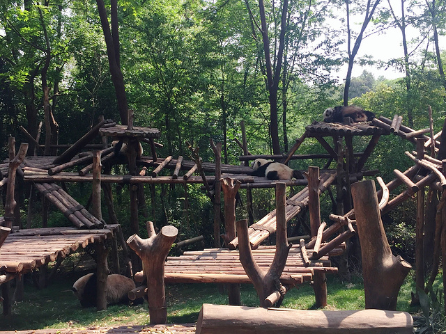 day 8:成都大熊猫繁育研究基地