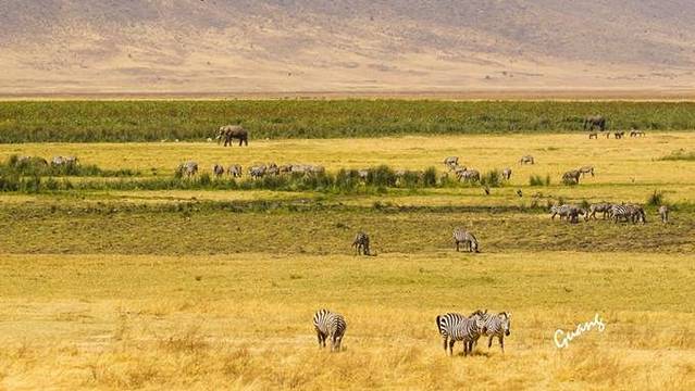 恩戈罗恩戈罗自然保护区