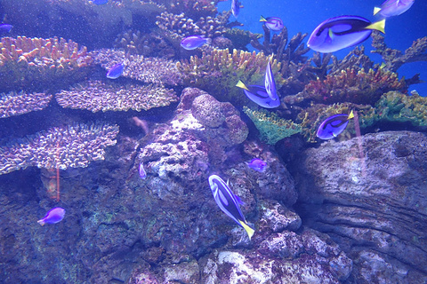 凯恩斯水族馆