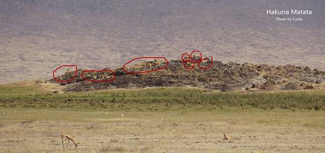 恩戈罗恩戈罗自然保护区