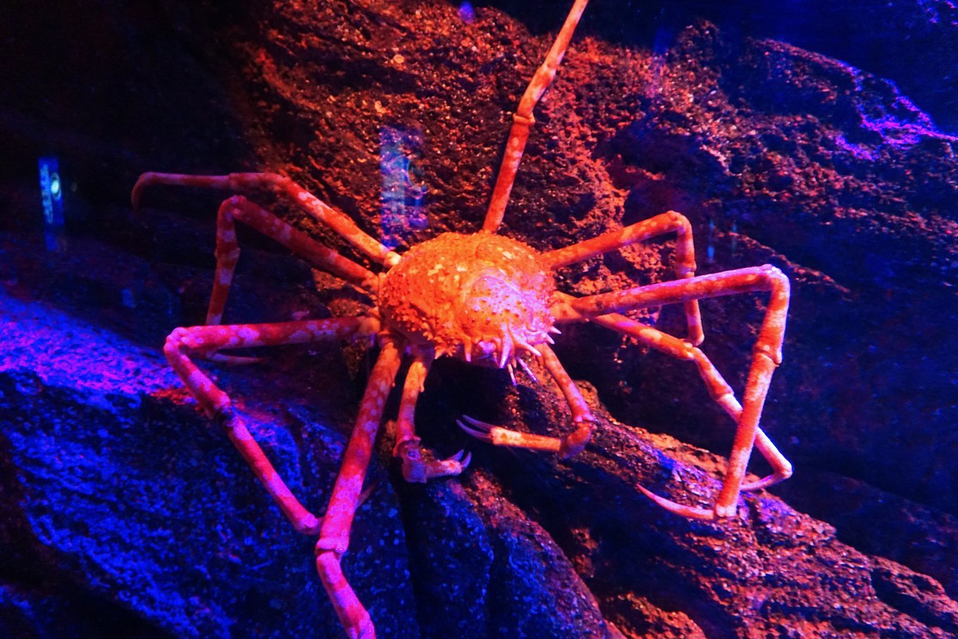 魔鬼鱼这类大型海洋生物还是必备的尤其是主池中的水底佛像比较震撼也