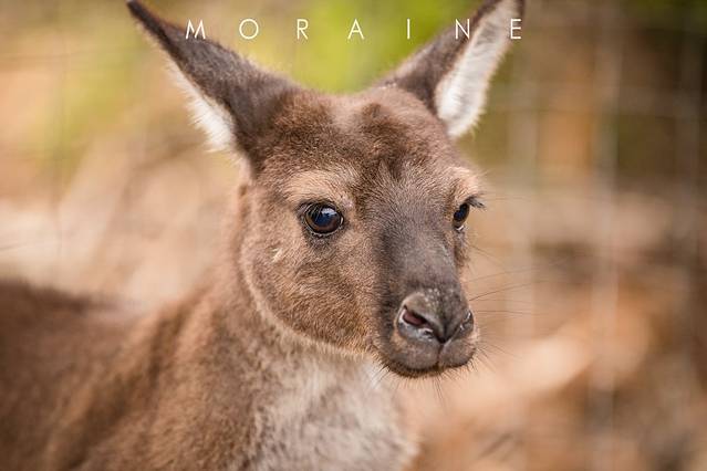 弗林德斯蔡斯国家公园