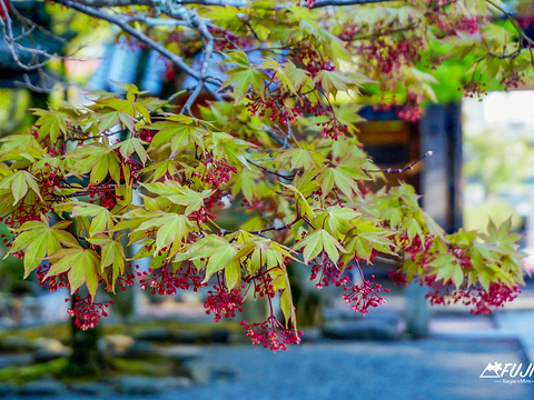 修善寺旅游景点图片