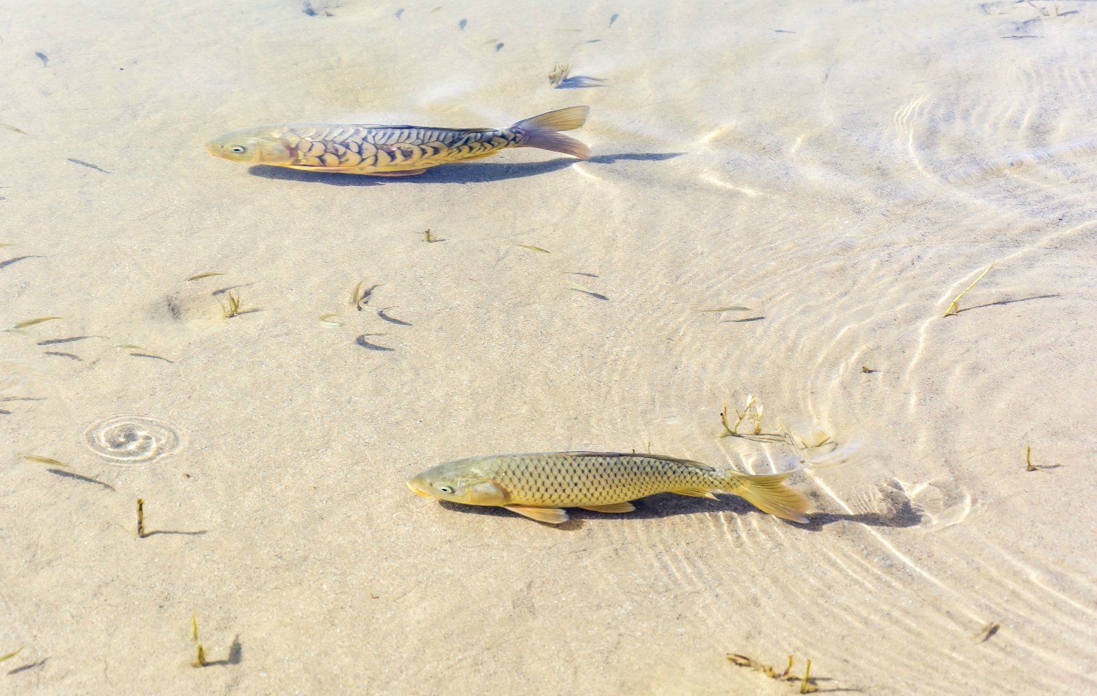 月牙泉三宝之铁背鱼,据说几十年没有出现,现在又回来了~ 但说实话看着