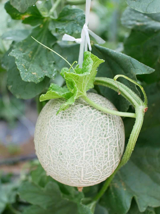 传说中瓜中的爱马仕,网纹瓜就这样,边走边听边看边采摘边吃,不知不觉