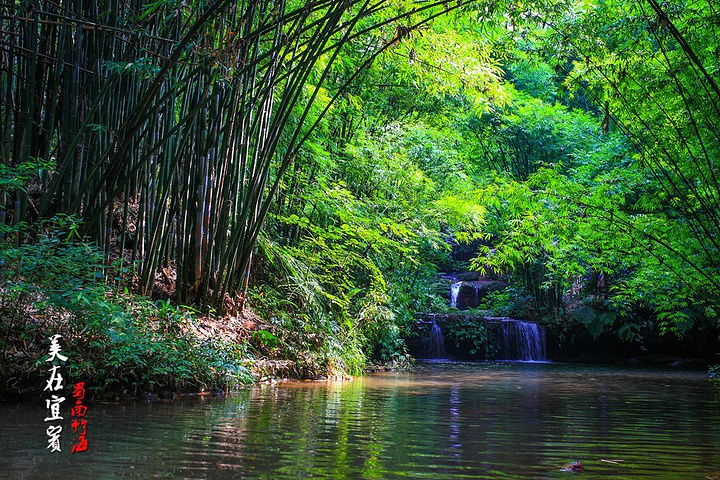 被鲜亮氤氲的绿色环抱抚慰,清幽而不孤寂,欣喜而不浮躁_蜀南竹海"的