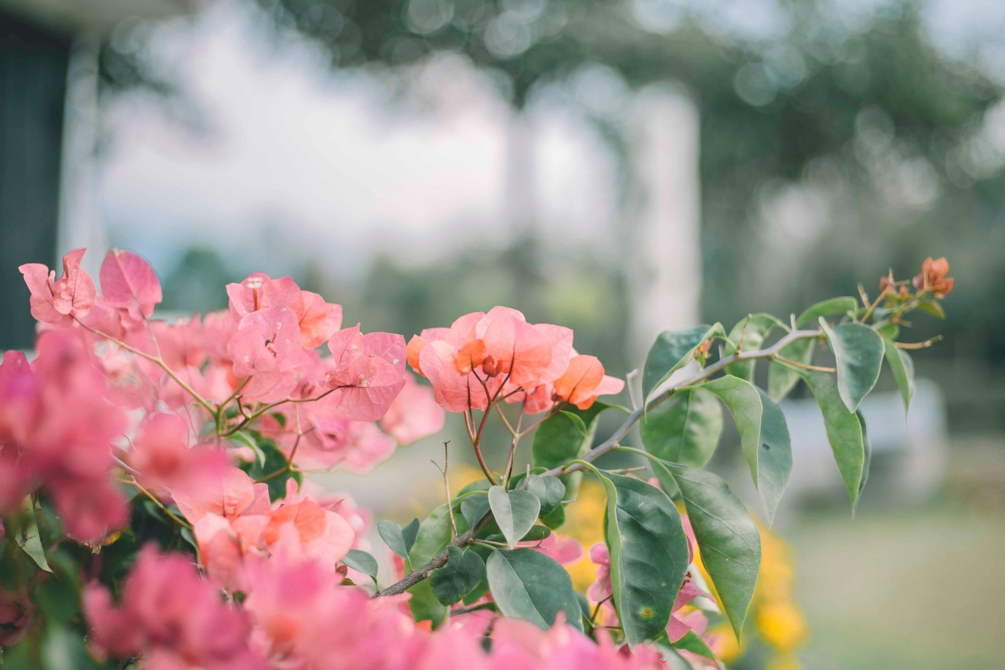 ② 草莓园 从黄色小屋离开后,继续往前走,我们直奔的就是草莓园