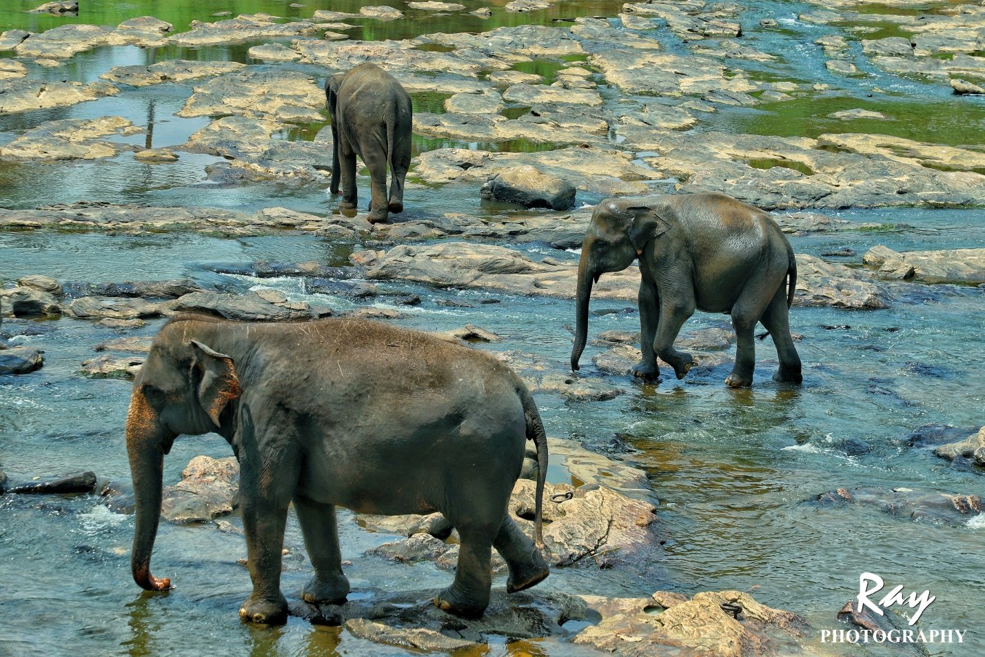 2018品纳维拉大象孤儿院游玩攻略,.喂食,给大象
